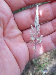 Holcus lanatus