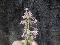 Parathesis donnell-smithii