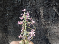 Parathesis donnell-smithii