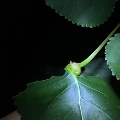 Pemphigus populitransversus