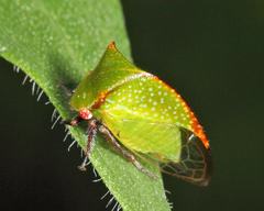 Hadrophallus bubalus