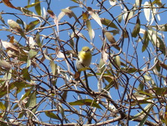 Eremomela scotops