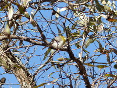 Eremomela scotops