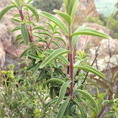 Penstemon
