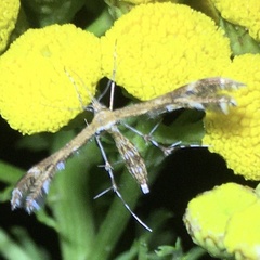 Dejongia lobidactylus