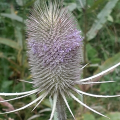 Dipsacus fullonum