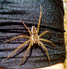 Dolomedes holti
