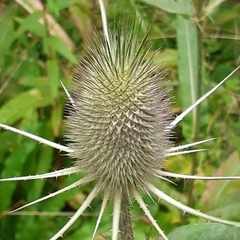 Dipsacus fullonum