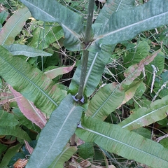 Dipsacus fullonum