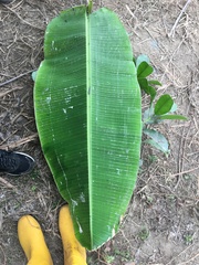 Musa