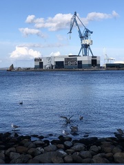 Larus argentatus