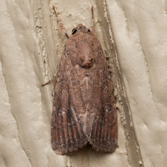 Pseudeustrotia indeterminata