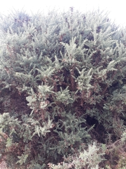 Ulex europaeus