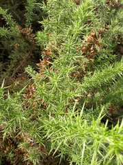 Ulex europaeus
