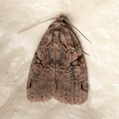 Pseudeustrotia indeterminata