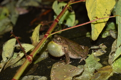 Rhinella humboldti