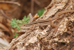 Aspidoscelis sonorae