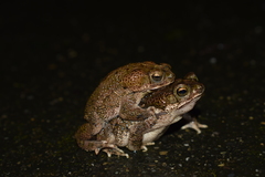 Rhinella humboldti