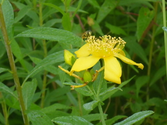 Chrysotoxum pubescens