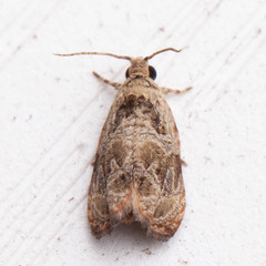 Olethreutes inornatana