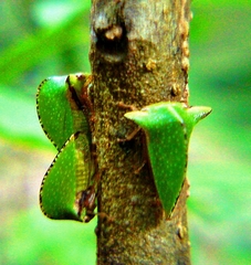 Smiliinae