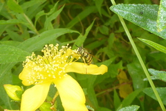 Chrysotoxum pubescens