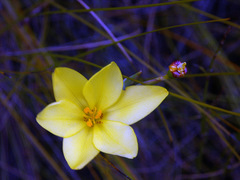 Bobartia longicyma
