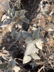 Barleria albostellata