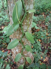 Vanilla planifolia