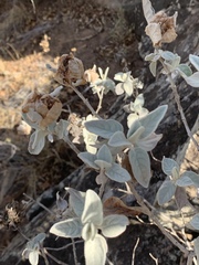 Barleria albostellata