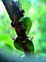 Smiliinae