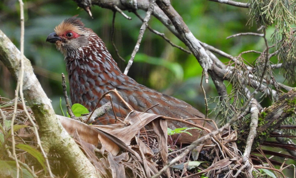 Codorniz Coluda Centroamericana (pn Tap Aves Dispersadores De Semillas 