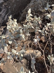 Barleria albostellata
