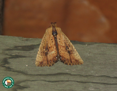 Perigea xylophasioides