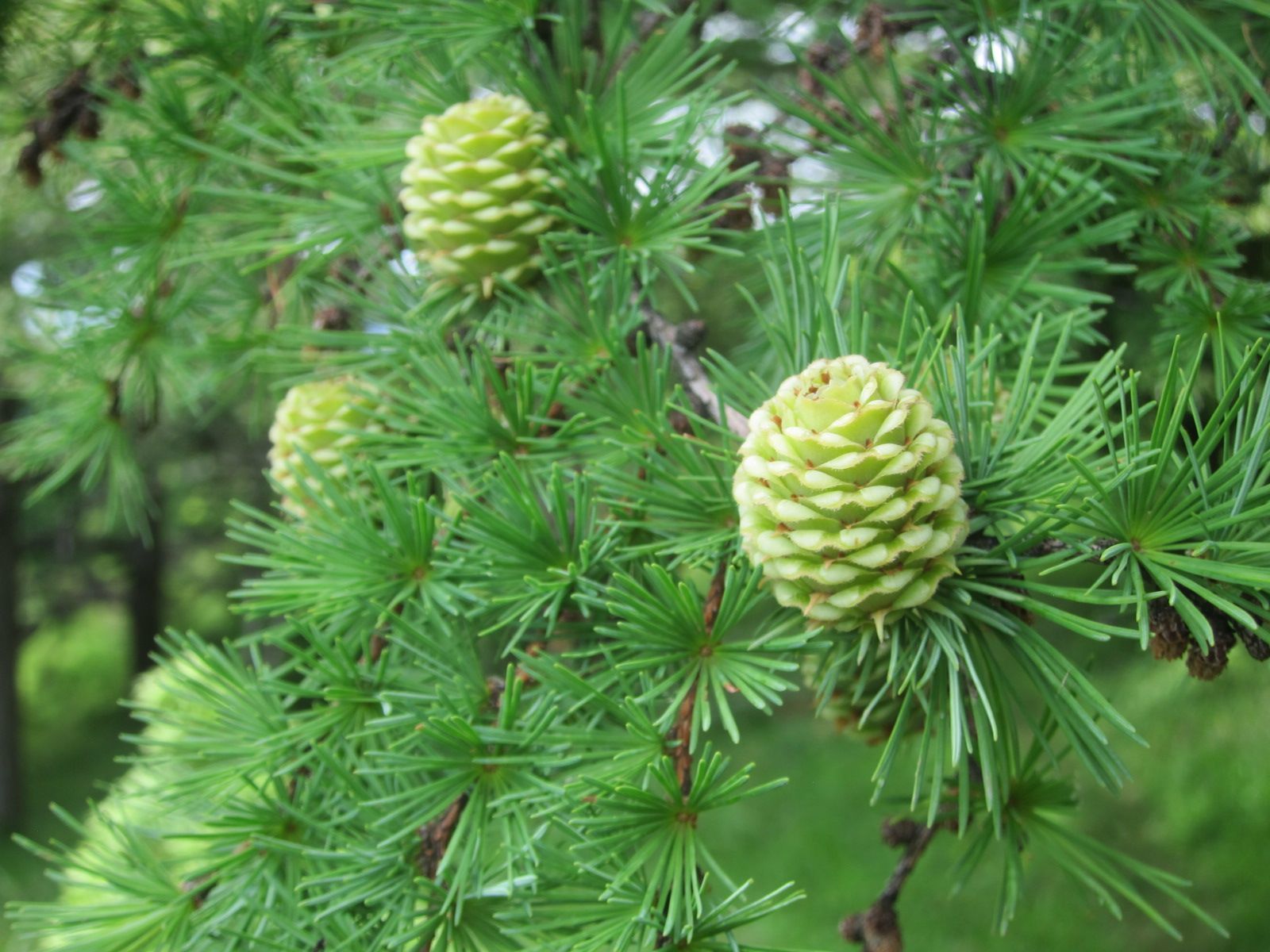 Larix kaempferi