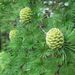Japanese Larch - Photo (c) belvedere04, some rights reserved (CC BY-NC), uploaded by belvedere04