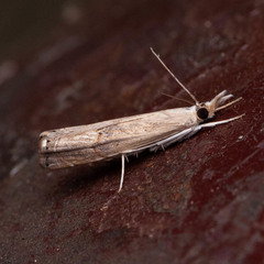 Parapediasia decorellus