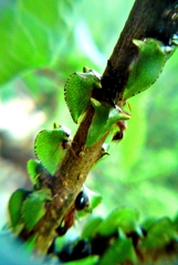 Smiliinae