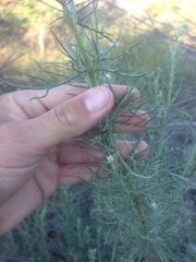 Senecio flaccidus douglasii