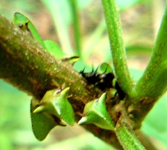 Smiliinae