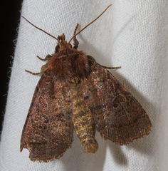 Protorthodes