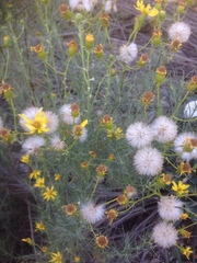 Senecio flaccidus douglasii