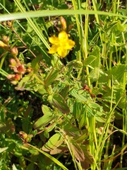 Hypericum undulatum
