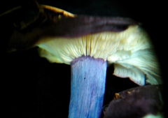 Calocybe