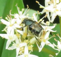 Trichiotinus affinis