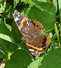 Vanessa atalanta