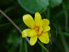 Ficaria verna ficariiformis