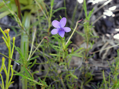 Viola decumbens decumbens
