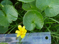 Ficaria verna ficariiformis