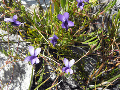 Viola decumbens decumbens